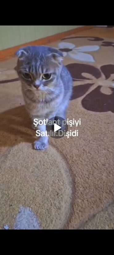 шиншилла кошка цена: Şotland yastı qulaq, Dişi