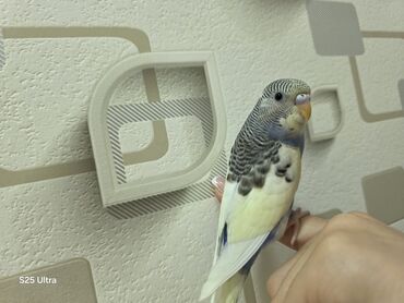 Tutuquşları: Ələ öyrədilmiş dişi bala satılır. Sumqayıt avtovağzalına çatdırılma — 7