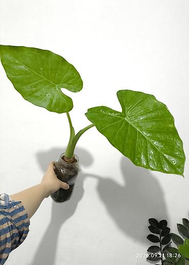 Монстеры: Распродажа домашних комнатных растений 🌿🪴 Алоказия Арма с шикарной — 2