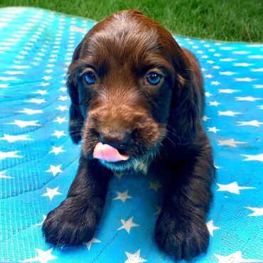 Продажа собак: Спаниель, 3 месяца, Самка, С прививкой — 2