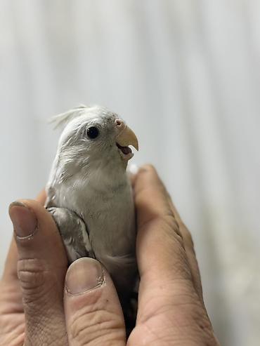 Quşlar: Yanagsız korella (cockatiel) – xüsusi rəng mutasiyası. - Rcəng: açıq — 8