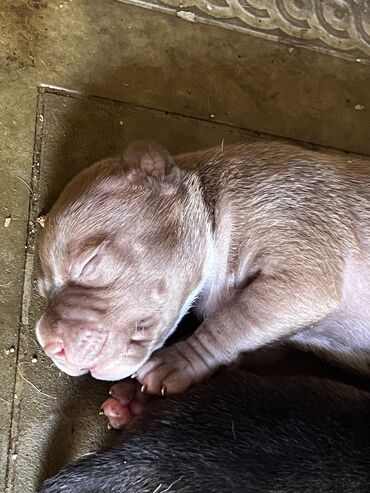 İtlər: Pitbul, 1 ay, Erkek