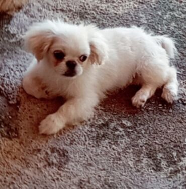 it etibarlı əllərə verilir: Pekines, 4 ay, Erkek, Peyvəndli, Ünvandan götürmə, Ödənişli çatdırılma