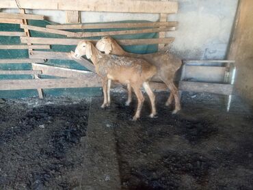 зааненский коза: Продаю | Ягненок | Ярка