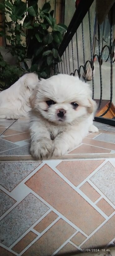 pekines itləri: Pekines, 2 ay, Dişi, Ünvandan götürmə