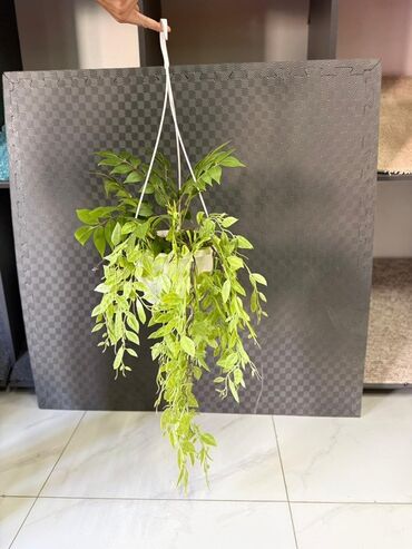 Otaq bitkiləri: Asma saksıda dekorativ yaşıl bitki - Ağ rəngli asma plastik saksı -da lalafo.az — 46 Otaq bitkiləri: Asma saksıda dekorativ yaşıl bitki - Ağ rəngli asma plastik saksı — 46