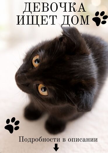 Отдам даром кошку: Кошка даром: Скотиш Фолд (Шотландская вислоухая), 4 месяца, Девочка, Приучена к лотку — 1