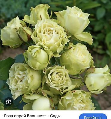 Роза: Саженцы — 21