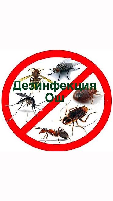 клининг квартиры: Дезинфекция, дезинсекция, | Муравьи, | Квартиры — 1