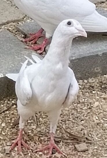 ağ pişik şəkilləri: Ağ rəngli ev göyərçinləri - Rəng: əsasən tam ağ, bəzilərində qara ağ