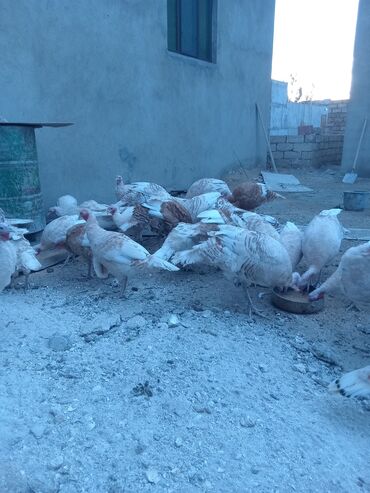 Hinduşka: Öz həyətimdə saxladığım hinduşkalar ətlik və damazlikdir. 60.manatdan — 5