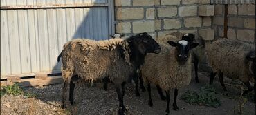 Qoyunlar, qoçlar: Salam Satır Ramanov qoyunları Boğaz. damazlığ 4 tişi 3 erkəydi -da lalafo.az — 6 Qoyunlar, qoçlar: Salam Satır Ramanov qoyunları Boğaz. damazlığ 4 tişi 3 erkəydi — 6