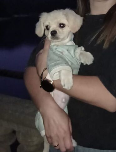 İtlər: Pekines, 4 ay, Erkek, Peyvəndli, Ünvandan götürmə