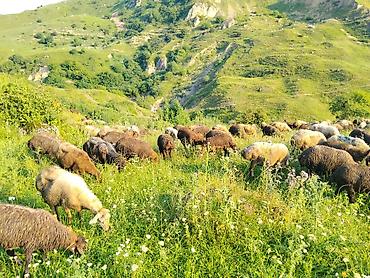 Qoyun sürüsü – dağ merası - Təsvir: Təbii dağ merasında otlayan lalafo.az -da Qoyun sürüsü – dağ merası - Təsvir: Təbii dağ merasında otlayan