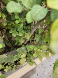 Apple iPhone: IPhone 15 Pro, 128 GB, Natural Titanium, Face ID — 4