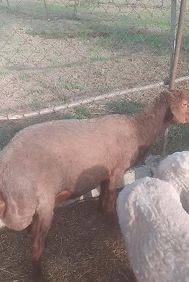 qoyun satis: *🐏 SATILIR - Tumluq Qoç* ✅ 1 baş - Tumluq qoç ✅ Sağlam, baxımlı — 2