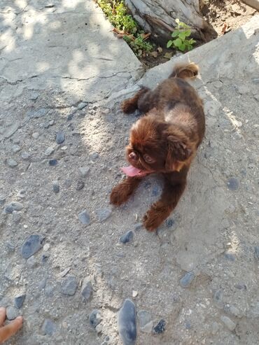 İtlər: Pekines, 6 ay, Erkek — 7