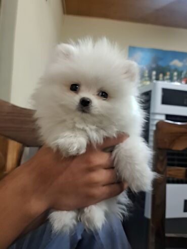 mini pomeranian qiymeti: Şpitz, 2 ay, Erkek