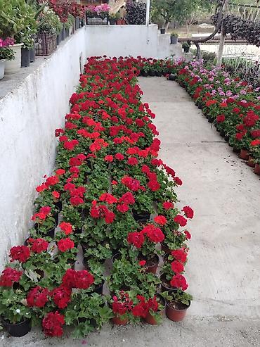 Bitkilər üçün dibçəklər: Unv Nardaran əlaqə nöm 0556705797 Namiq — 3