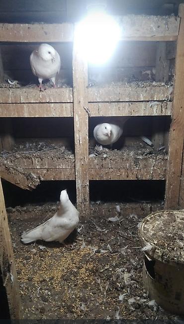 akvarium işığı: Quşxana satılır hündürlüyü 1.25 eni 85 - Növ: ev göyərçini (ağ rəng — 2