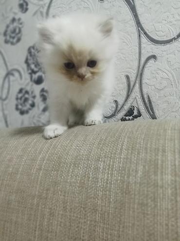Кошки: Шотландская вислоухая — 9