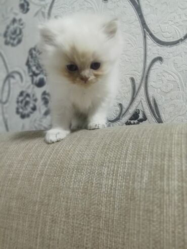 Pişiklər: Britan yastı qulaq, Erkək, Dişi, Yaxşı əllərə, Ünvandan götürmə, Pulsuz çatdırılma, Ödənişli çatdırılma — 72