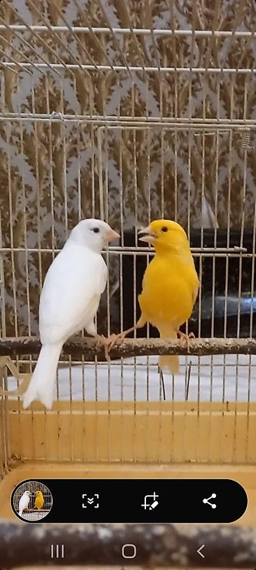 ev quslarinin satisi: Kanareyka Bülbül. Hazır cüt.Limon erkək, ağ maya. Erkək super oxuyur — 1