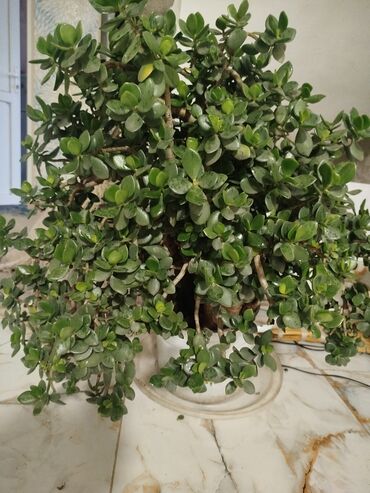 Otaq bitkiləri: Succulent – Pul Ağacı (Crassula ovata) - Qalın, parlaq, yumru və ətli — 1