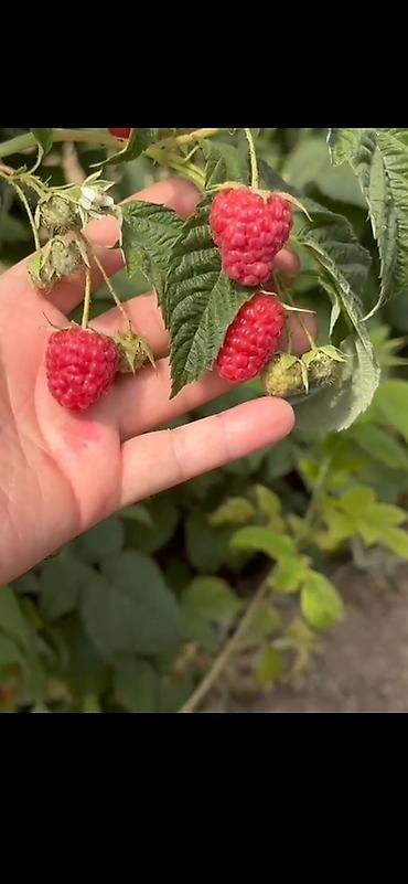 Малина: Малина — 2