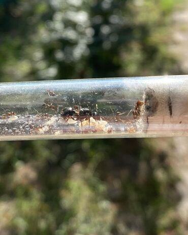 муравьи жнецы: Муравьи Мессор Структор (Жнецы) В колонии Матка и около 20-40 рабочих