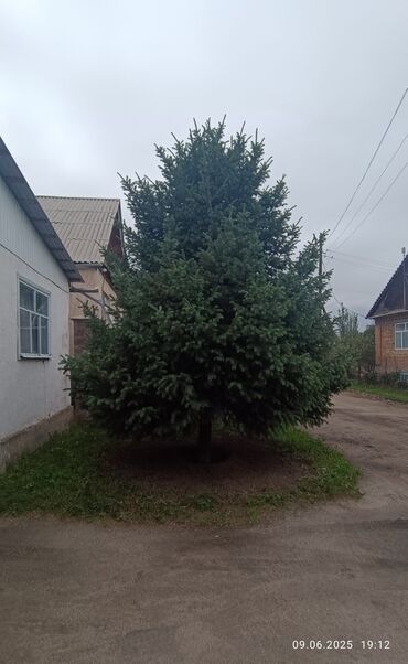 продажа поддонов: Саженцы деревьев: Ели, Самовывоз