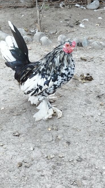 собаку в добрые руки: Курица, Для разведения, Самовывоз