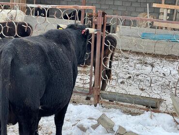 Коровы, быки: Продаю | Бык (самец) | Ангус | На откорм | Племенные — 5