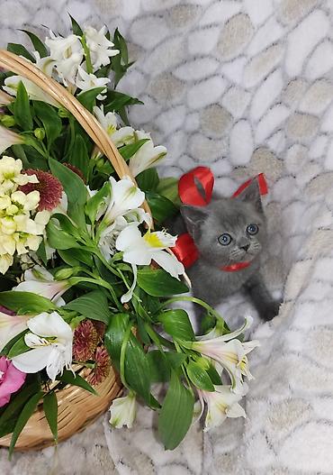 Pişiklər: Britan, Dişi, Pulsuz çatdırılma -da lalafo.az — 11 Pişiklər: Britan, Dişi, Pulsuz çatdırılma — 11