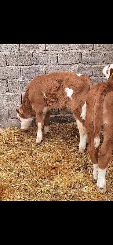 Dana, buzov: Iki ədəd erkek dana biri 2 aylıq biri 51 günlük ikisidə erkrkdi temiz — 14