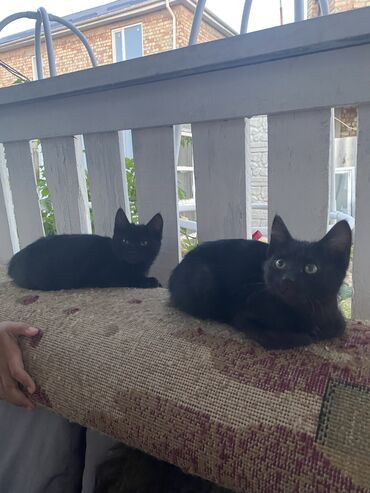 Коты: Отдам в хорошие руки )две чёрные девочки .2 месяца кушают сами