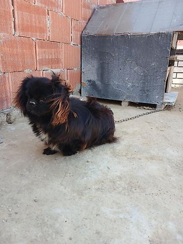 İtlər: Pekines -da lalafo.az — 4 İtlər: Pekines — 4