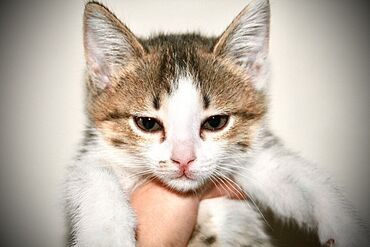 кормовая соль для животных: 2 месяца, Девочка