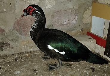 səsli ördək: Erkək, | Lal ördək, Ətlik, Ünvandan götürmə — 2