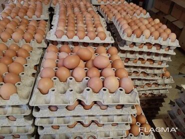 форель цена за 1 кг бишкек: Куриные столовые яйца, коричневые. - Упаковка: промышленные лотки по