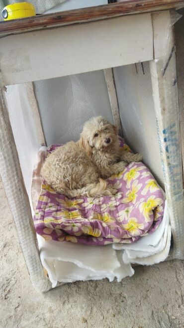 карликовый пудель цена: Balaca, qıvrım tüklü iti təsvir edən elan. - Növ: it (xırda ölçülü