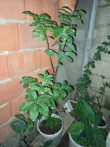 Otaq bitkiləri: Satışda müxtəlif saksı bitkiləri dəsti - Xrizantema (çəhrayı — 12