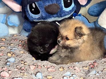 İtlər: Şpitz, Erkek — 4