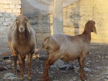 Бараны, овцы: Продаю | Овца (самка) | Арашан | Для разведения | Племенные — 1