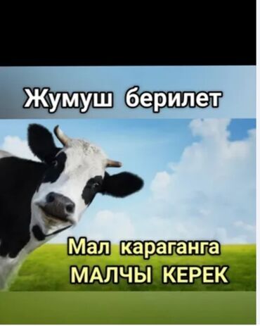 работа сетевой маркетинг: Вакансия: пастух/скотник На изображении указано: требуется малчы