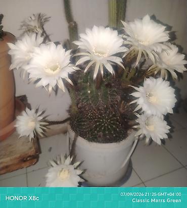 kala gulu haqqinda: İki fərqli kaktus biryerdə satılır. Ağ çiçəkli kaktus (Echinopsis) - — 2