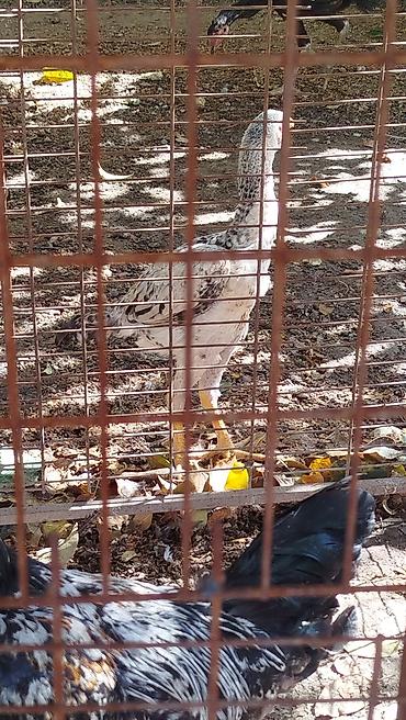 Үйлөрдү ижарага берүү: Дакан жожо короз сатылат алмашу жолдору бар жемге жугоруго дамашный — 1