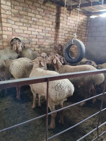 баран козу: Продаю | Овца (самка), Ягненок, Баран (самец)