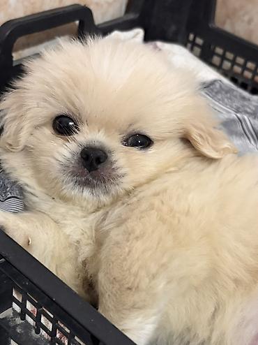 cins ineklerin satisi 2018: Pekines, Erkək, Pulsuz çatdırılma — 4