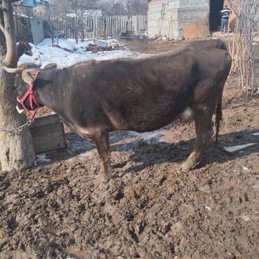 Коровы, быки: Парода швец второй атёл 15 литров молака торг уместен